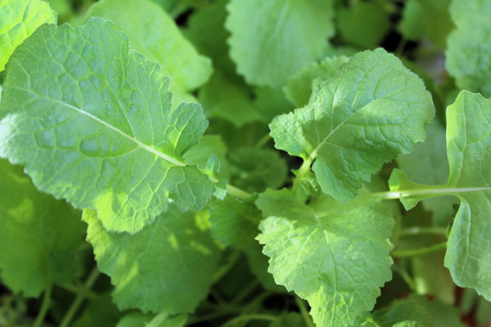 1500 SEVEN TOP TURNIP For Leaf Greens & Sprouts Brassica Rapa Vegetable Seeds