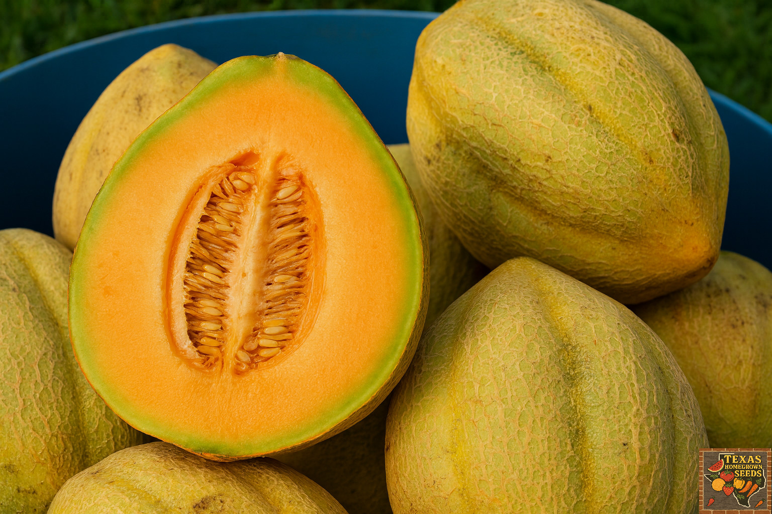 40 Rare Heirloom Pike Cantloupe Seeds Extremely Heat Tolerant 3-6LB Sweet Melon