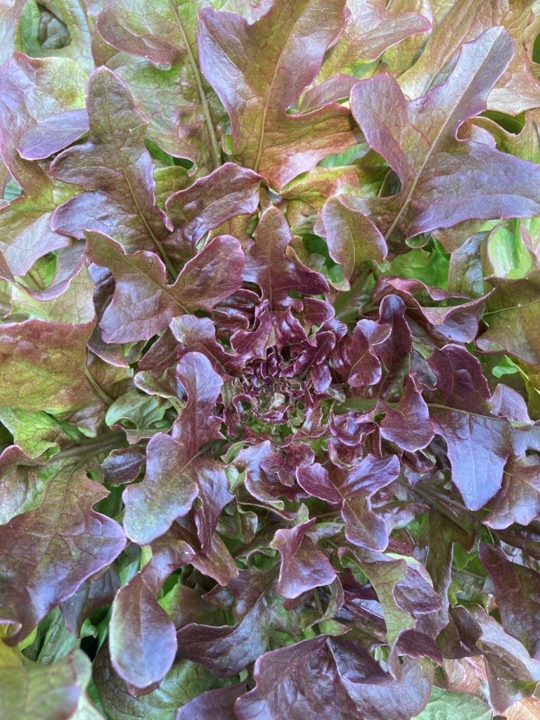 2g Fresh New Harvested Oakleaf Red Leaf Premium Lettuce Seeds-A 87