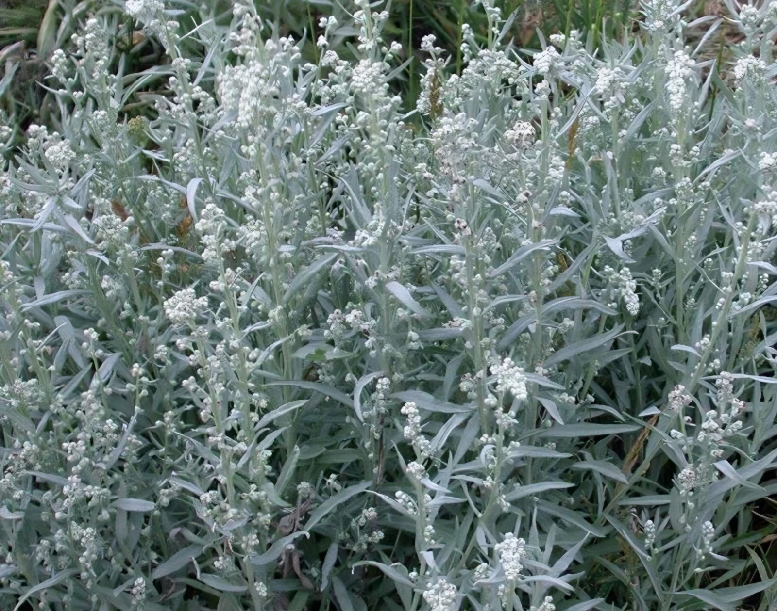 White Sagebrush Seeds (Artemisia ludoviciana)