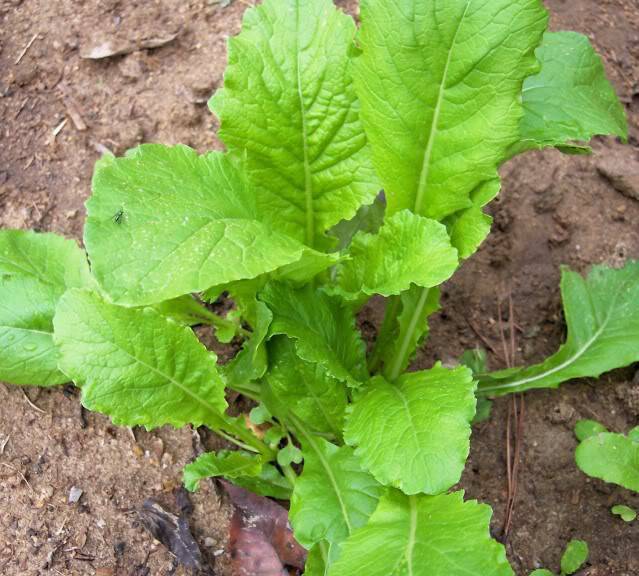 TURNIP SEEDS,TURNIP, SEVEN TOP, HEIRLOOM, 50+ SEEDS, NON GMO,VEGATABLE