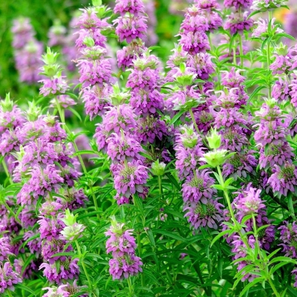 Lemon Mint Seeds, Bee Balm Seeds, Heirloom Herb Seeds, Bulk Seeds, Non-Gmo 500ct