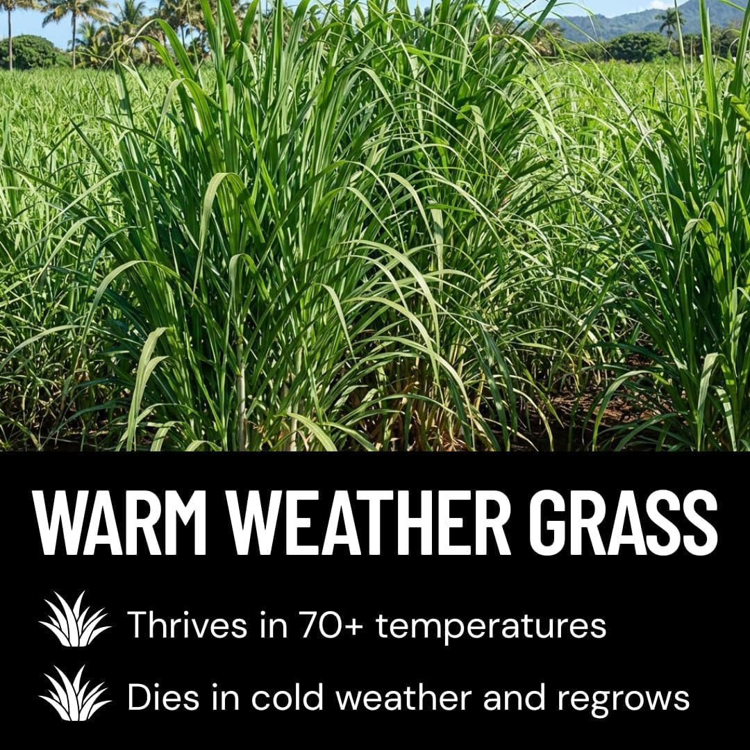 Elephant Grass (100 Pack) – Fast Growing Tall Ornamental Grass up to 15 Ft – He