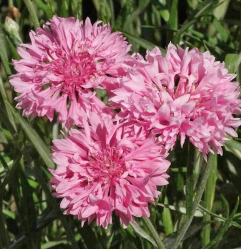 400+ Pink Cornflower Seeds **Fresh Seeds** ~~Free Shipping~~