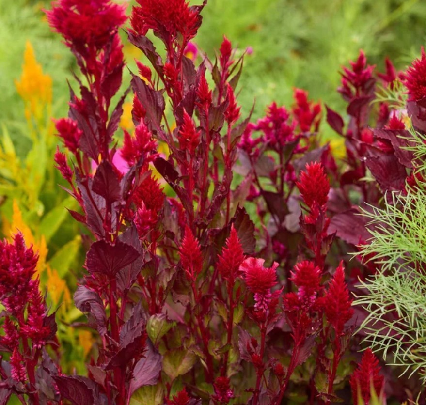 200+ Celosia Forest Fire Seeds **Fresh Seeds** ~~Free Shipping~~