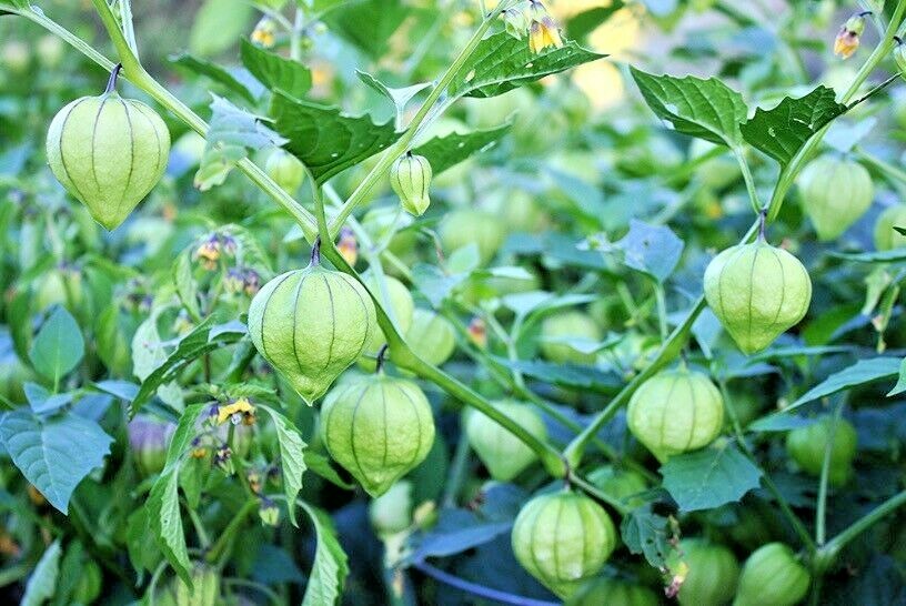 101+TOMATILLO GIGANTE Seeds Organic Summer Vegetable Garden Container Easy Grow