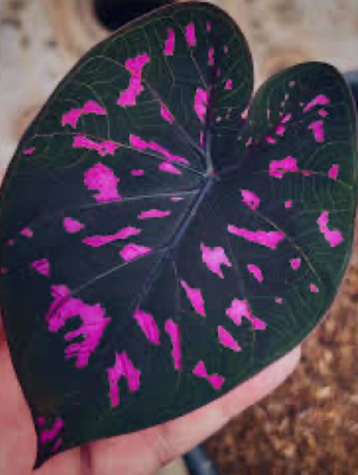 AUTHENTIC Caladium Equador 1 bulbs