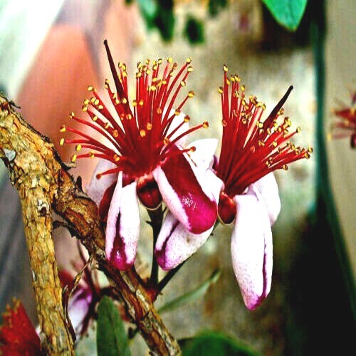 20 PINEAPPLE GUAVA TREE SEEDS “Brazilian Fig Guava Fruit” Tropical Flower Plant