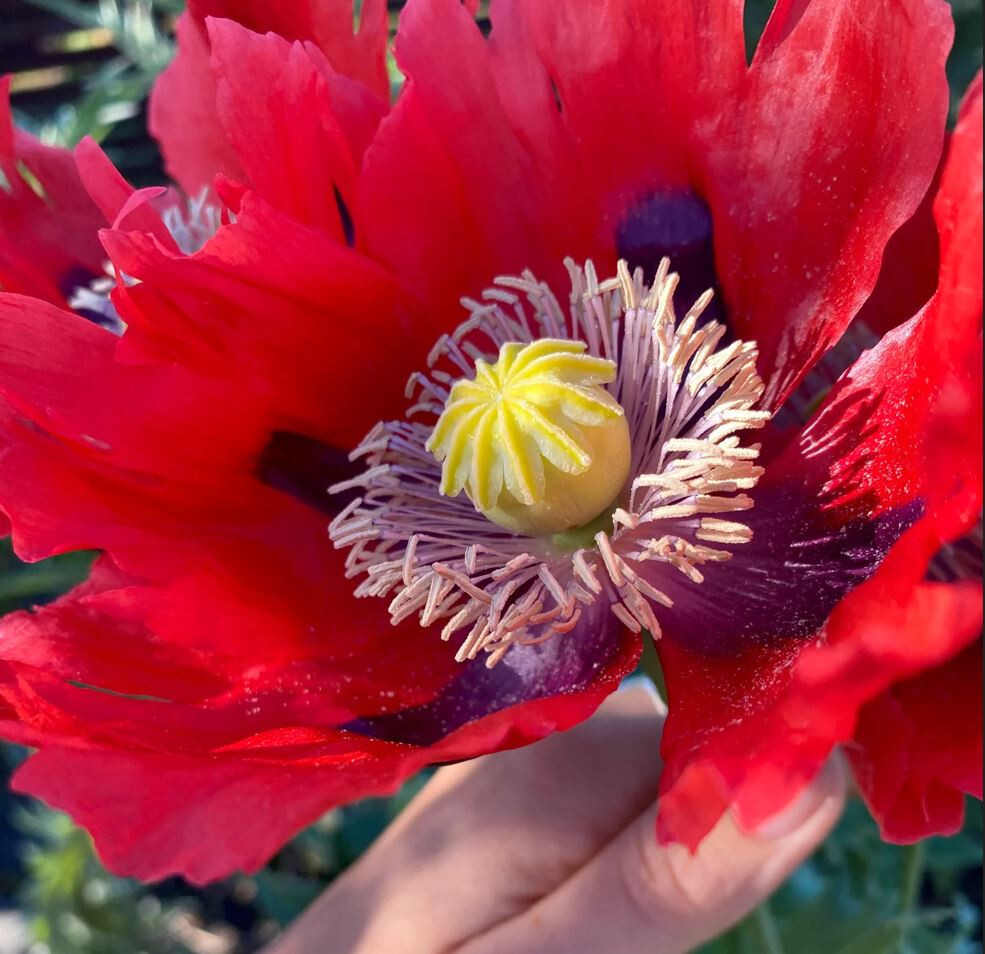 1,000 Giant Red Breadseed Poppy Seeds – P. Somniferum – Huge Scarlet Red Blooms