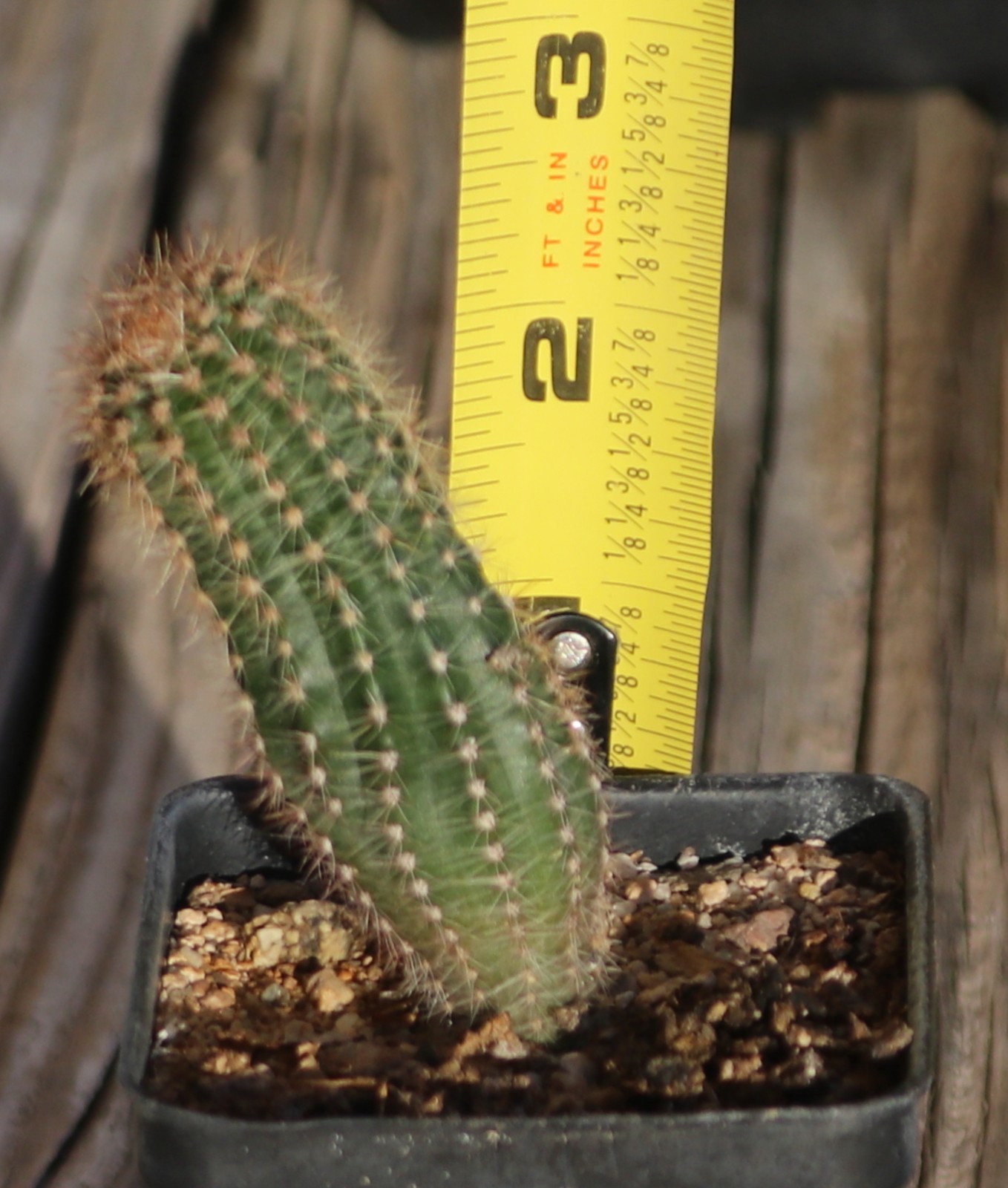 Echinopsis hybrid ‘Beautiful Dreamer’