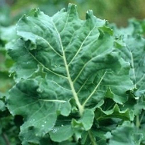 Premier Kale Seeds | Non-GMO | Free Shipping | Seed Store | 1101