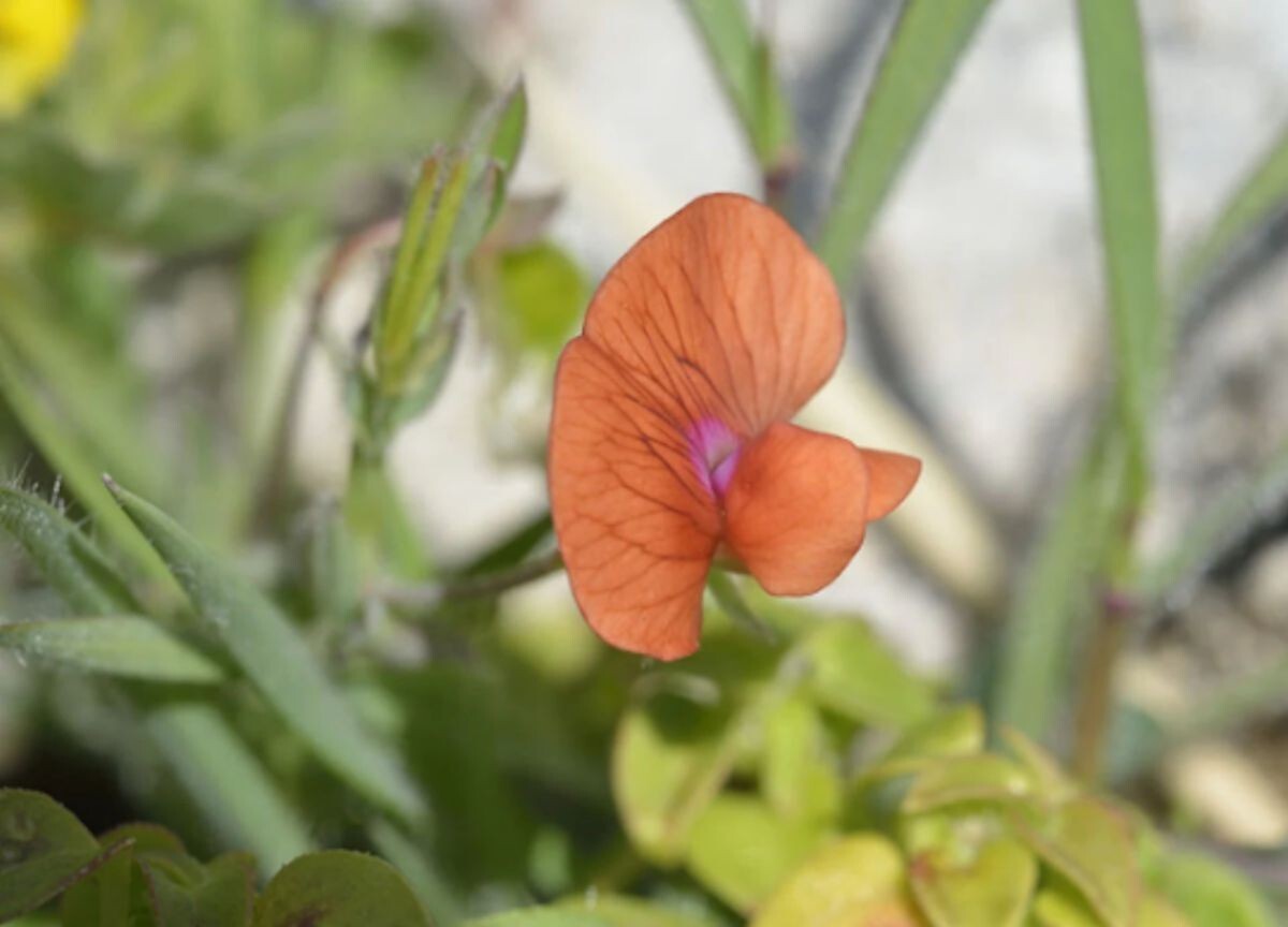 20 Seeds Sweet Pea Prince of Orange Seed Pack -Attracts Butterflies- Wildflower