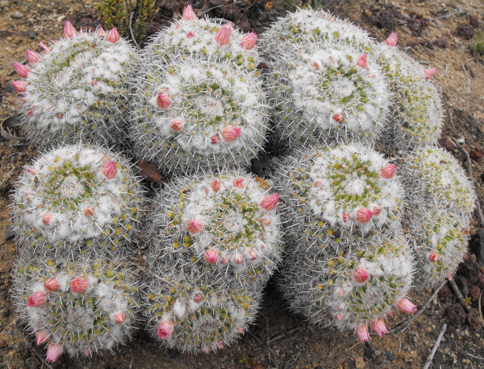 Mammillaria parkinsonii 25 Seeds – Owl Eye Pincushion Cactus