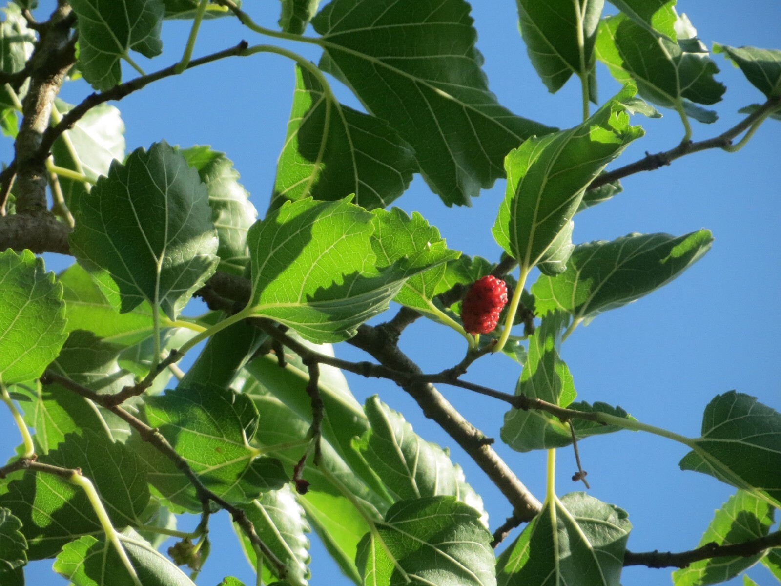Morus nigra 50 Seeds – Black Mulberry
