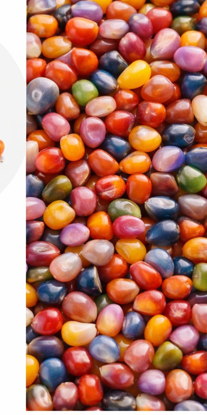 25+ Organic Glass Gem Indian Corn Seeds For Planting Beautiful And Vibrant!