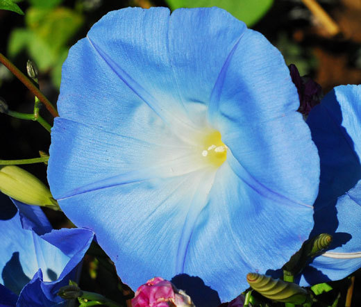 MORNING GLORY HEAVENLY BLUE Ipomoea Tricolor – 10,000 Bulk Untreated Seeds