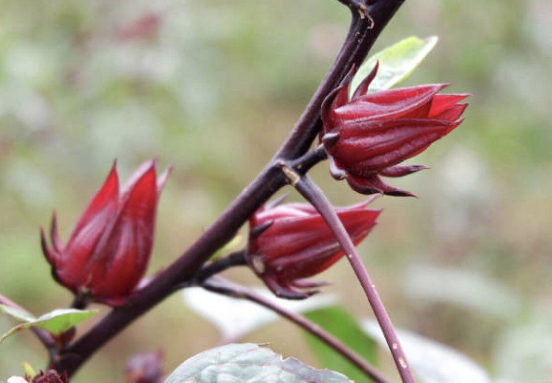 50+ SEEDS Hibiscus Sabdariffa | Roselle Seeds | Asian Sour Leaf | NON-GMO