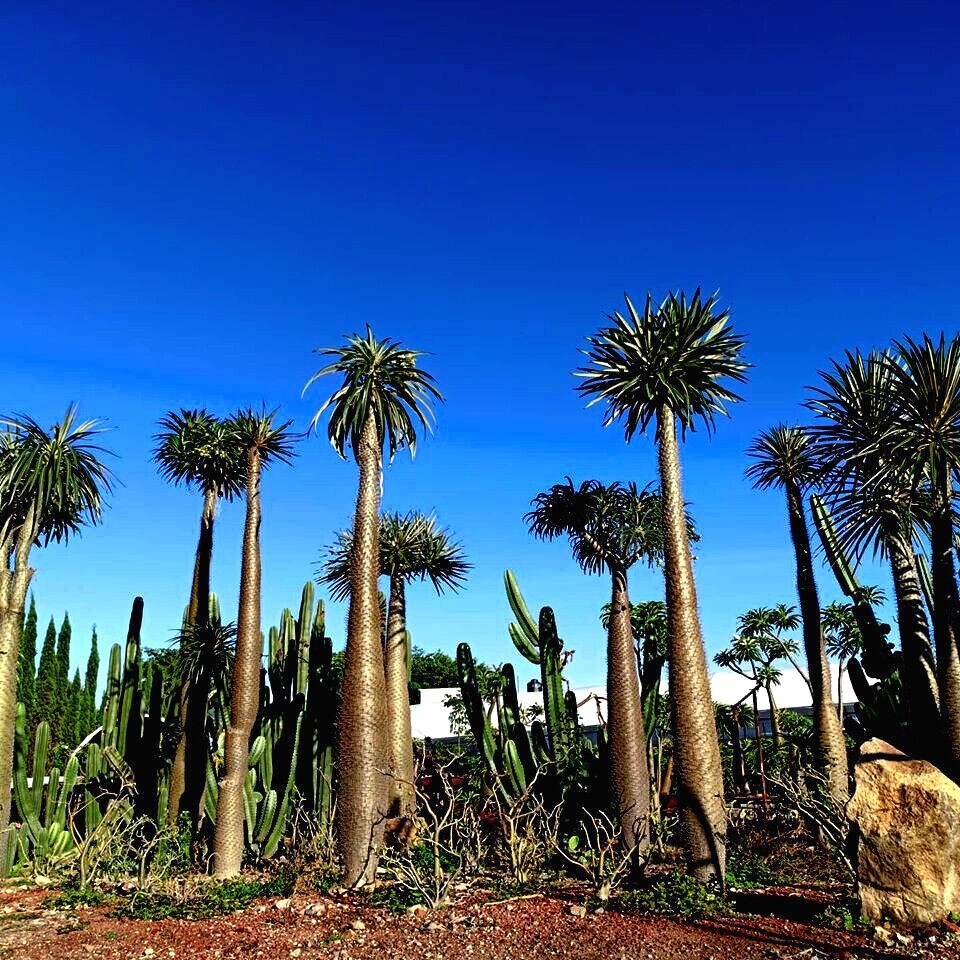 RARE (Pachypodium geayi) MADAGASCAR PALM TREE SEEDS Succulent Cacti Cactus Plant