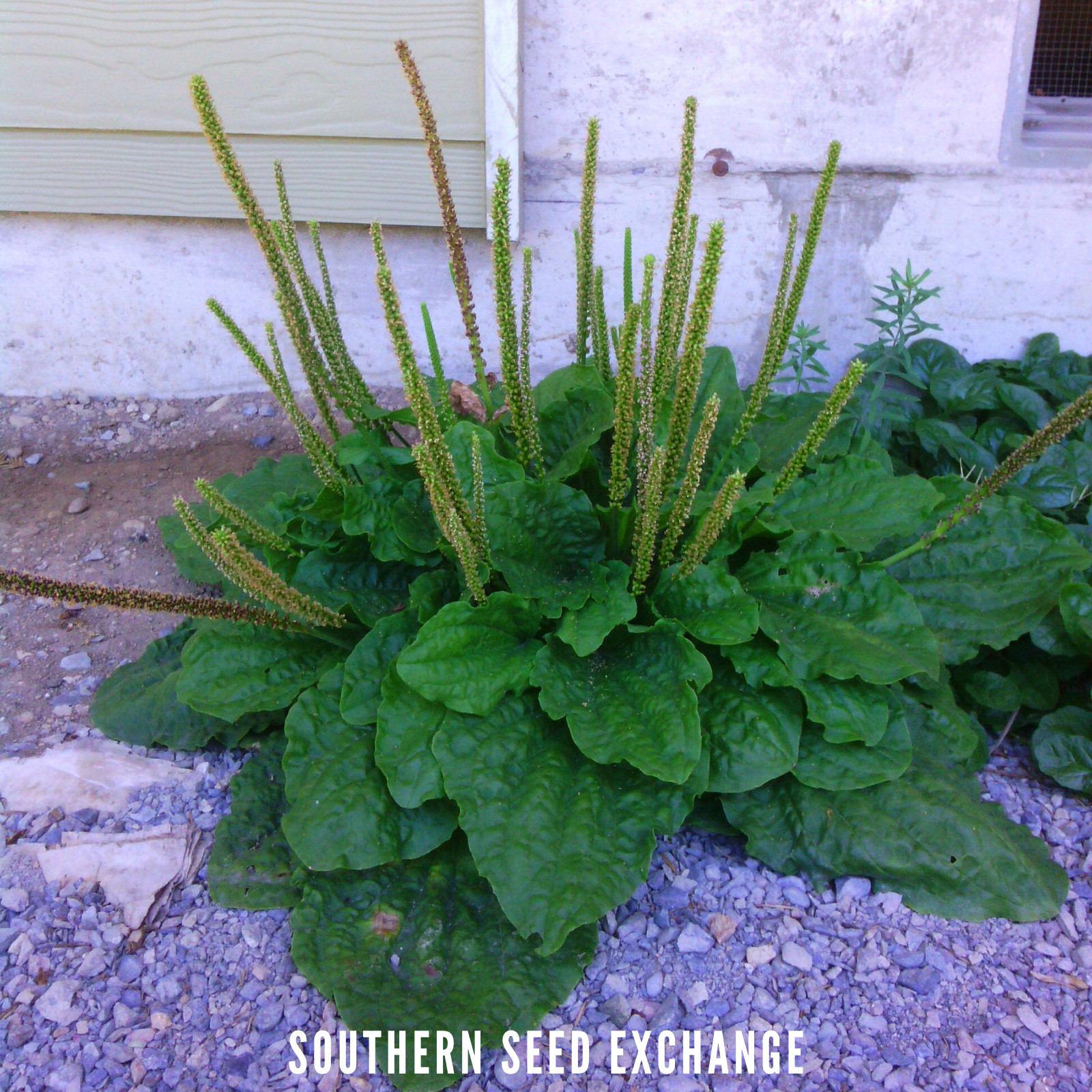 Plantain, Common – 100 Seeds – Culinary & Medicinal Herb (Plantago Major)