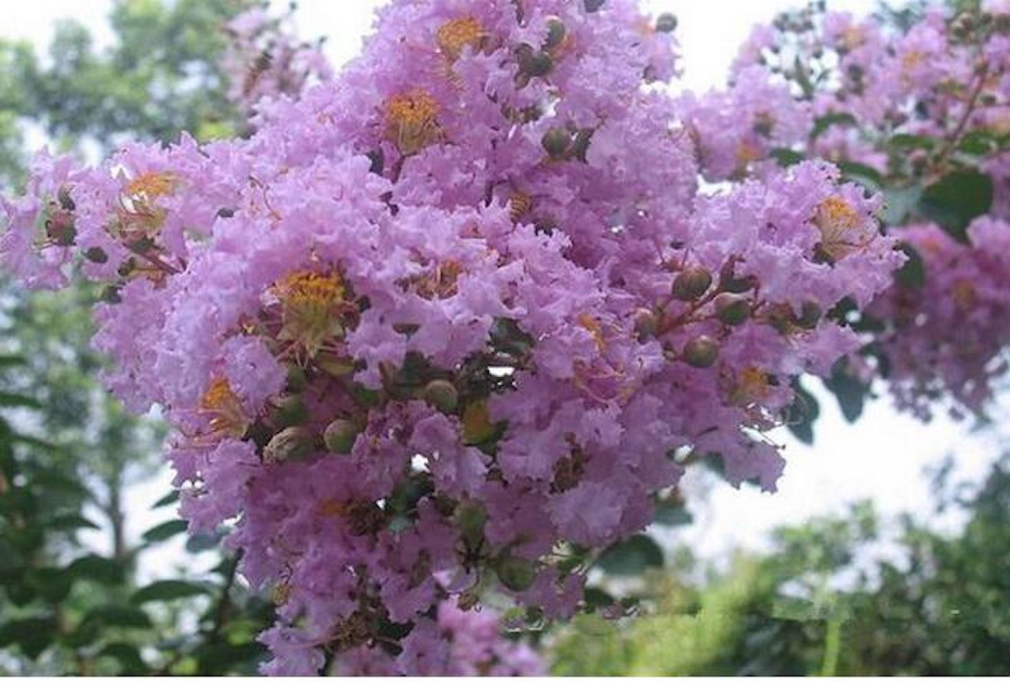 25pc CRAPE/CREPE MYRTLE SEEDS Garden Plant Flower Bloom USA seller FREE shipping
