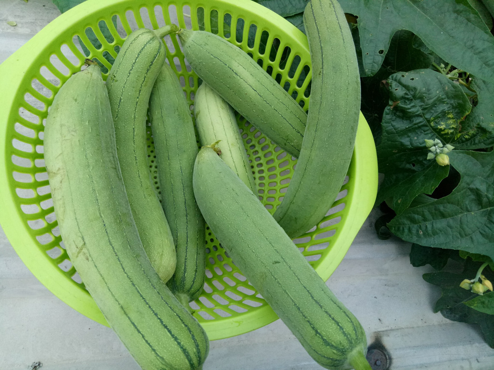 Vietnam Smooth Luffa Gourd seeds; 特長絲瓜; Muop Huong; F1 Non-GMO,Organic