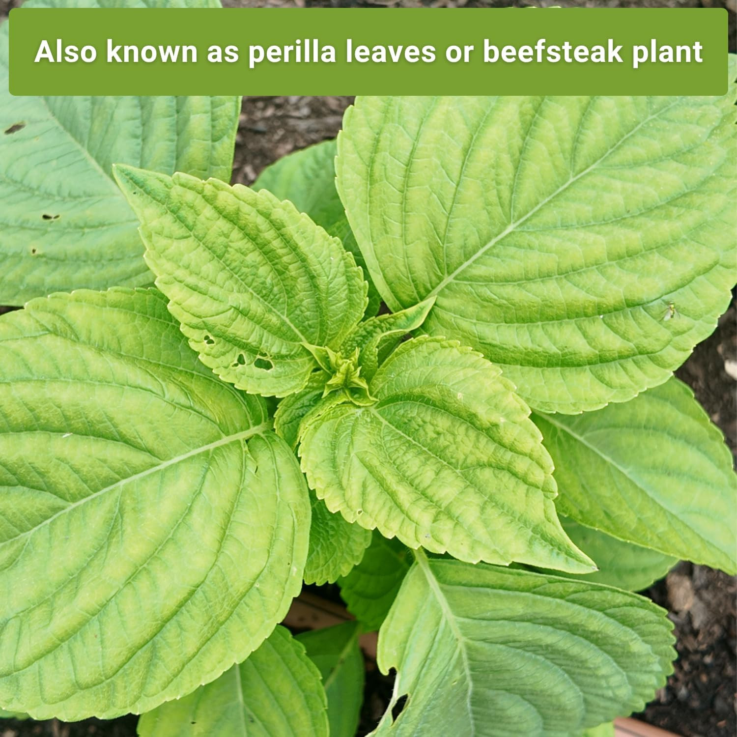 – Shiso Seed Collection for Planting – Includes Green & Purple – Non-Gmo Heirloo