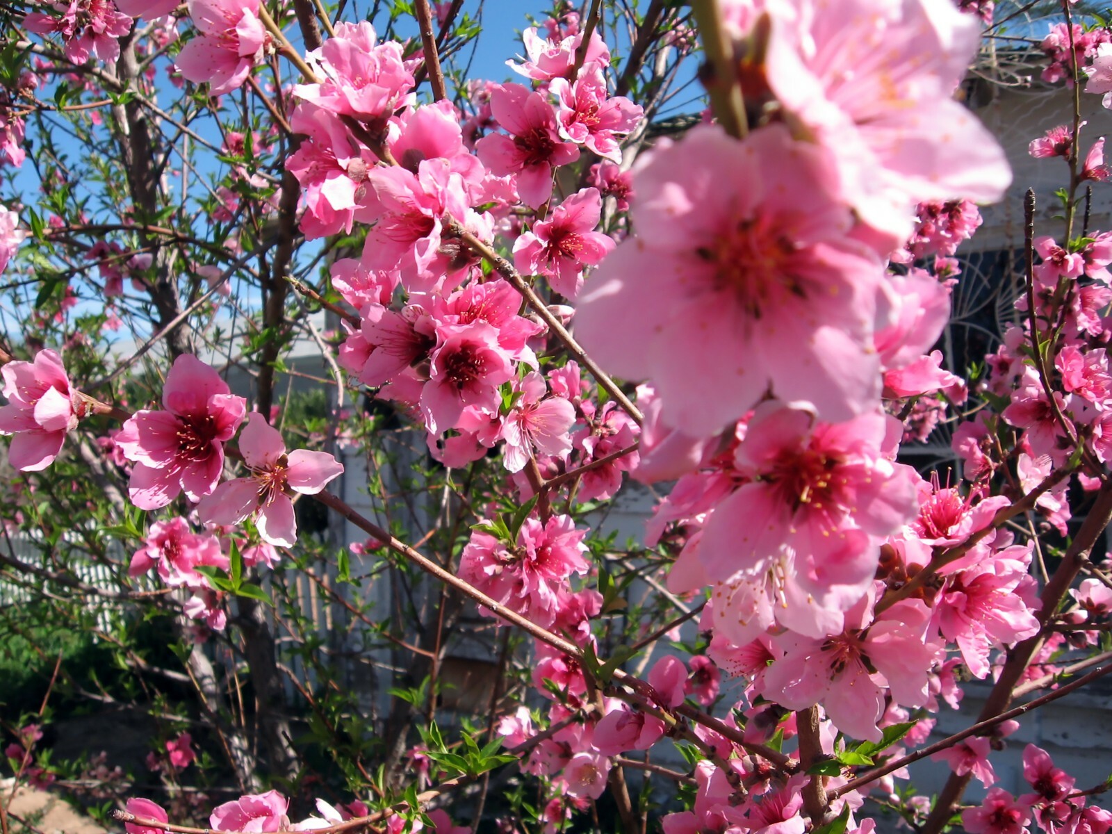 Nemaguard Peach, Prunus persica nemaguard, Seeds