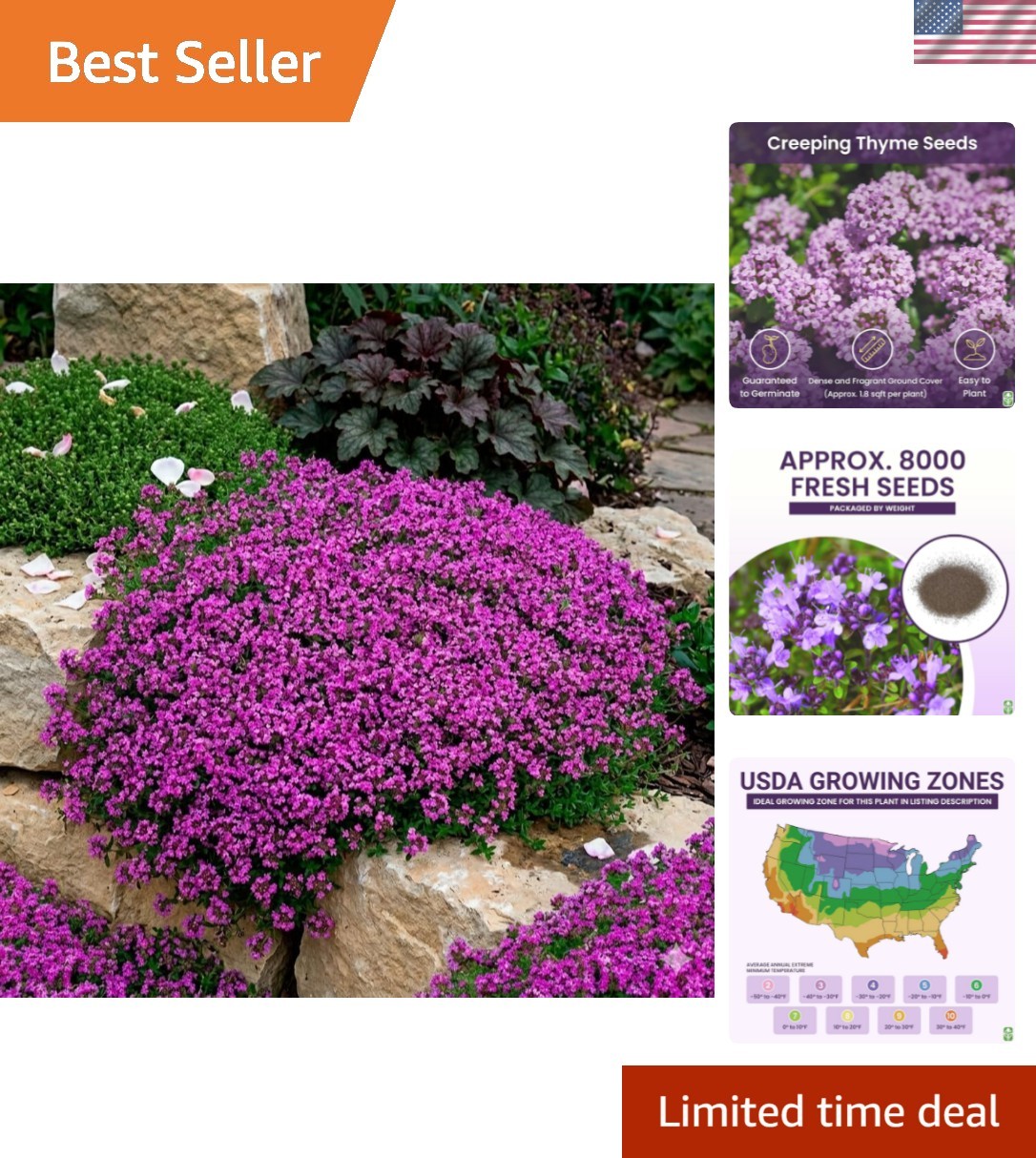 Creeping Thyme Seeds – Dense Ground Cover for Landscaping – 8,000+ Seeds – Ou…