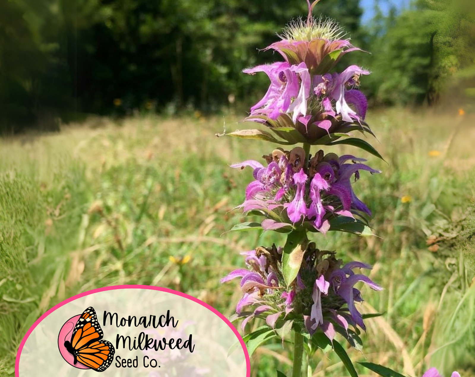 3500+ Lemon Bee Balm Seeds | Native Wildflower, Lemon Mint, Monarda citriodora