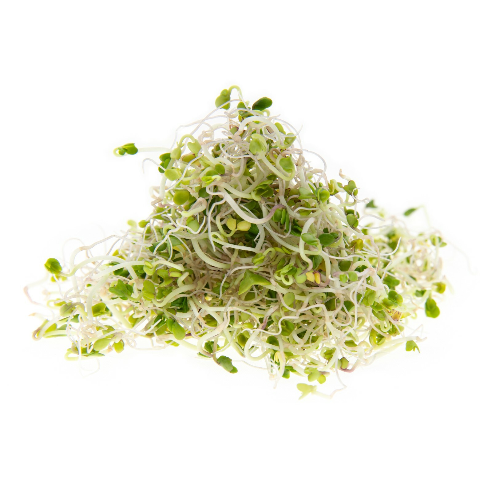 Broccoli Seeds for Sprouting & Microgreens | Non-GMO | Rainbow Heirloom Seed Co