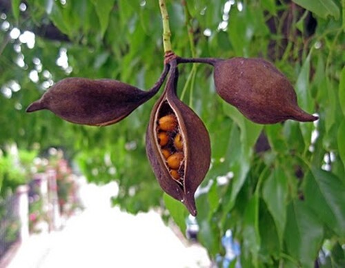 Brachychiton Populneus, Kurrajong Flowering Bottle Tree 5 Seeds, Ships From USA!
