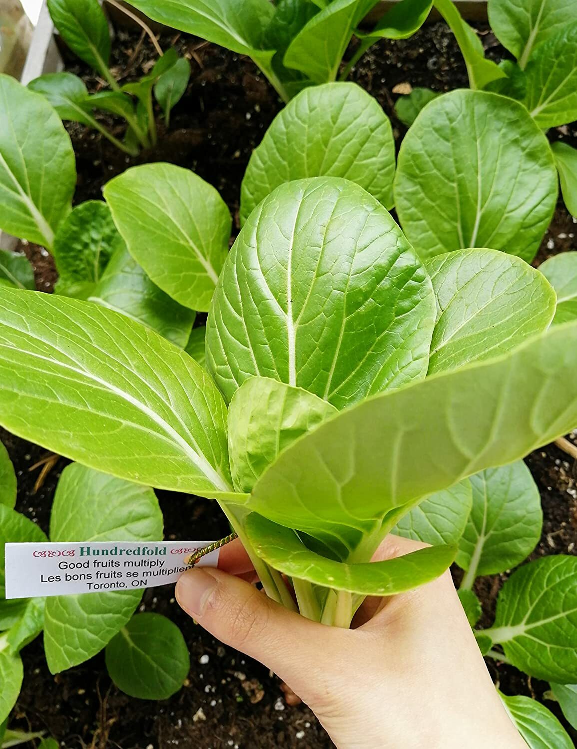 White Stem Pak Choi 500 Vegetable Seeds Brassica rapa Pac Choi, Bok Choy, Baicai