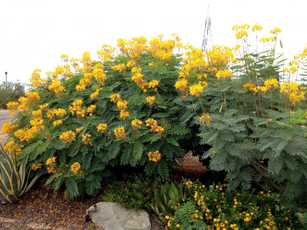 Caesalpinia pulcherrima YELLOW BIRD OF PARADISE SHRUB Seeds!