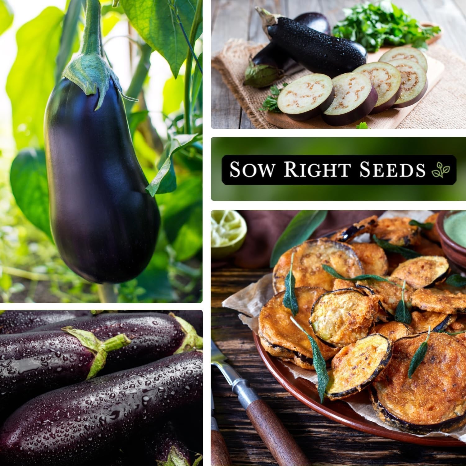 Easy-to-Grow Black Beauty Eggplant Seeds – High Germination Rate, Purple Fruits