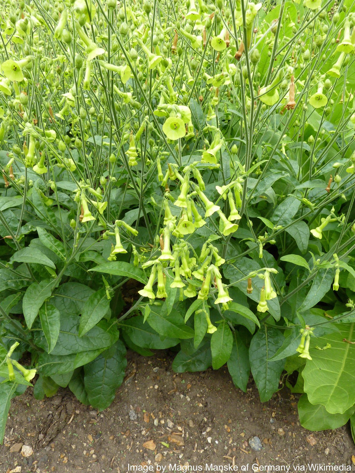 Tobacco, Huichol aka Langsdorff’s (Nicotiana langsdorffii)