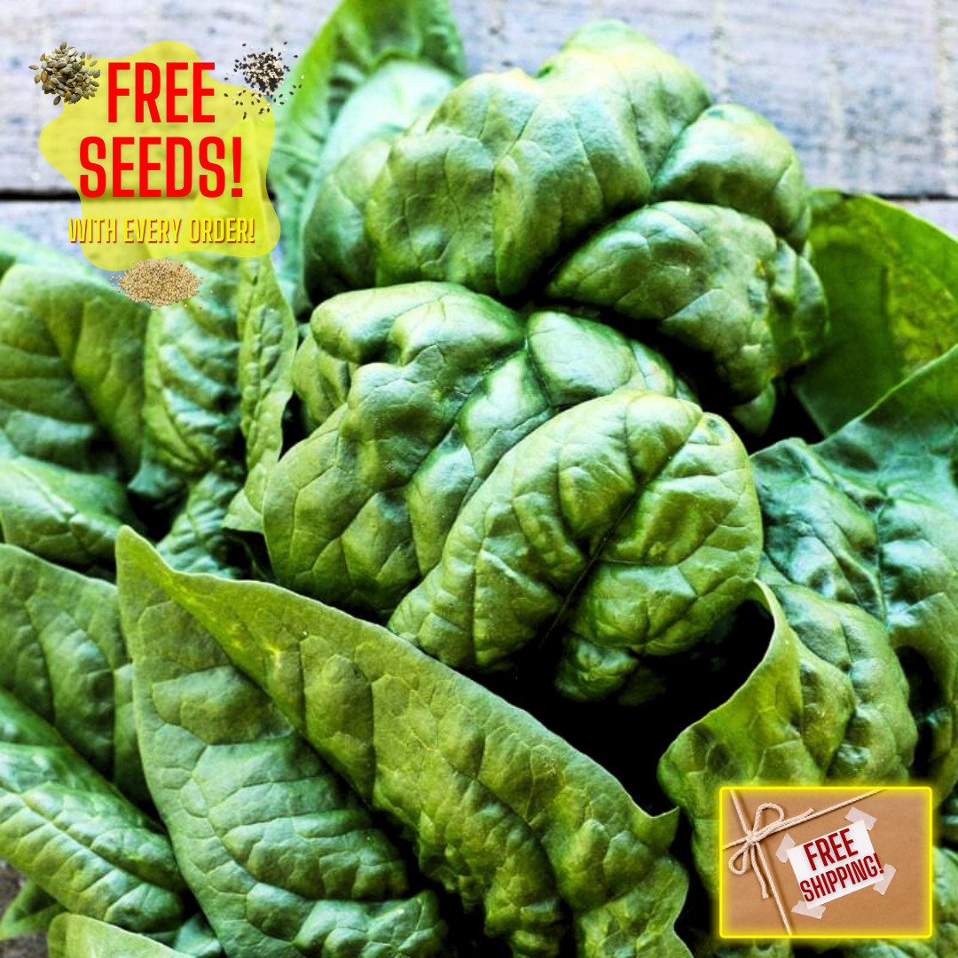 Fresh Premium Bloomsdale Spinach Seeds | Heirloom Non-GMO | Vegetable Seeds