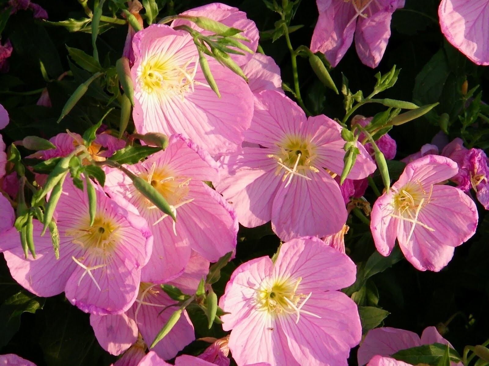 400+ Evening Primrose Seeds – Pink — FRESH