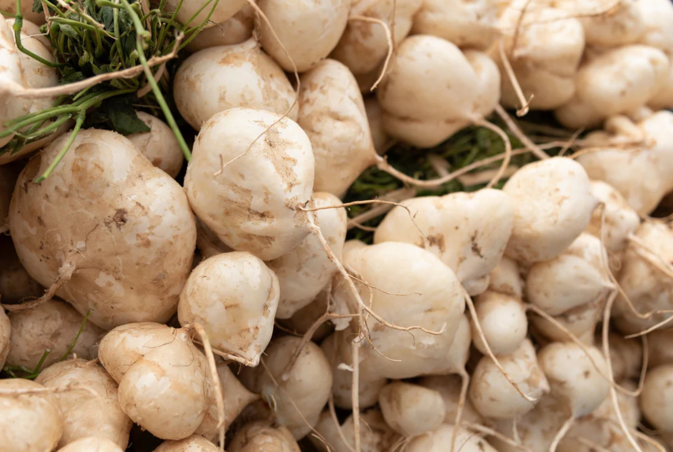 Jicama – Tropical Root Vegetable Seeds – Vine Crop – 5 to 1000 Seeds