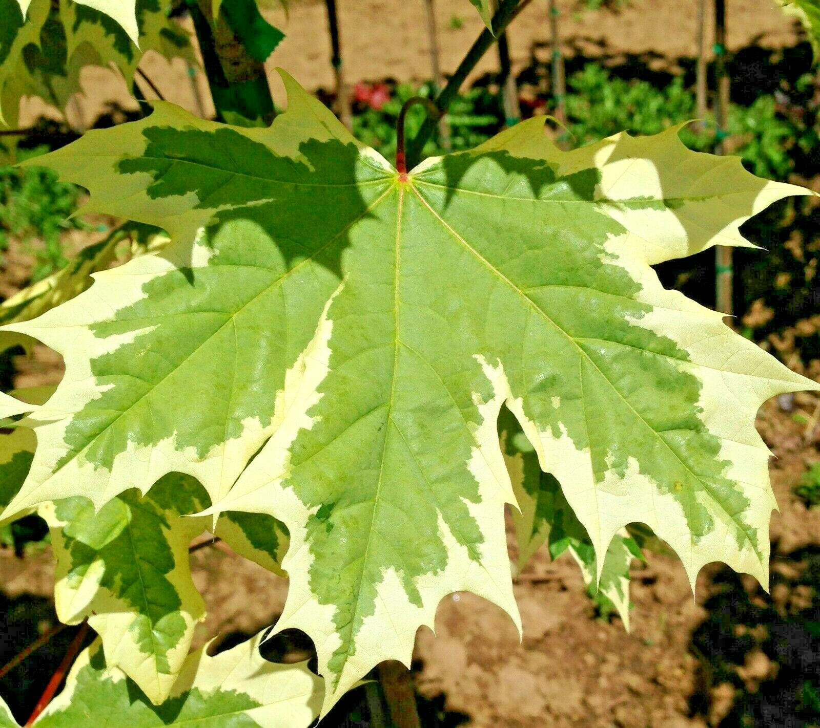 15 SILVER KING NORWAY MAPLE SEEDS – Acer platanoides ” silver king “