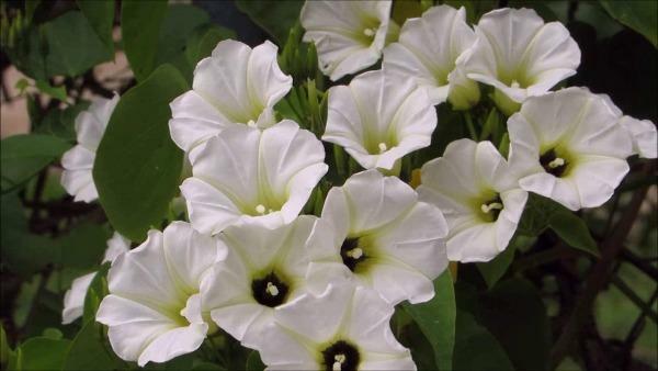 Ipomoea corymbosa | Christmas Vine | Snakeplant | 10 Seeds