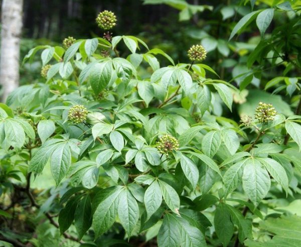 Eleutherococcus senticosus SIBERIAN GINSENG Hardy Exotic Seeds!