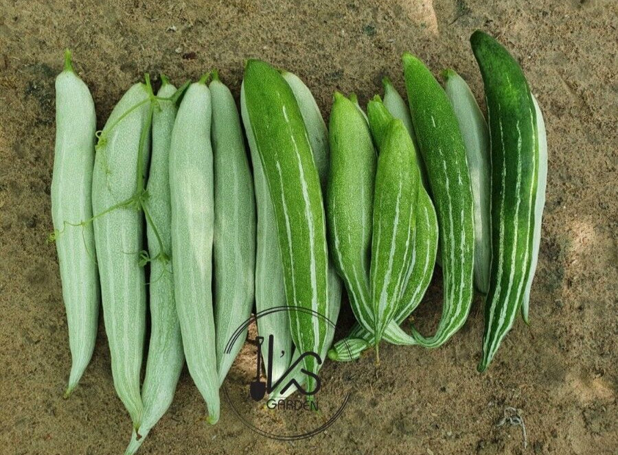 10 PCS WEST BITTER MELON, BALSAM PEAR, KU GUA, FOO GWAH, KHỔ QUA TÂY
