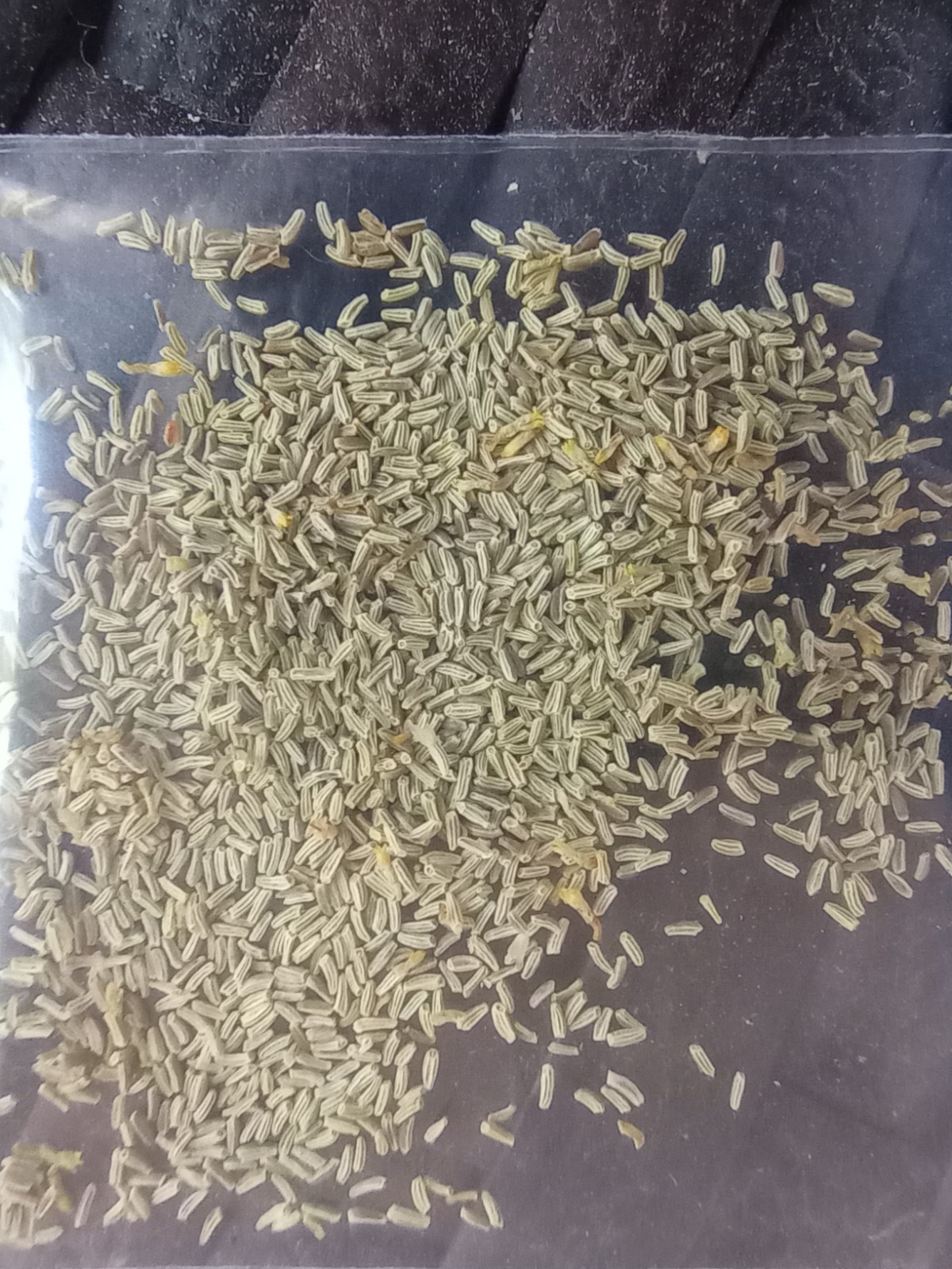 1,000 + Zloty Lan Organic Chamomile ~ Rare Heirloom Seeds Polish Variety