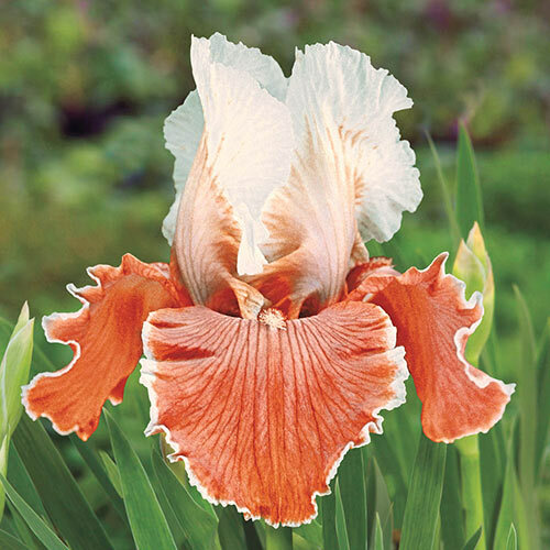 Sun Devil Bicolor Bearded Iris Rhizome, Yellow & Purple Flowering Plant, Root