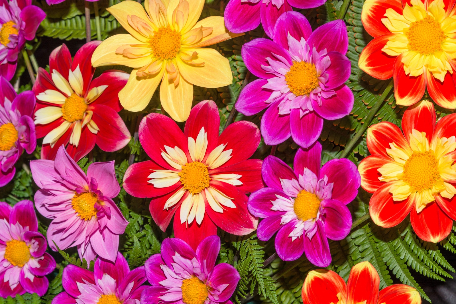50 MIXED COLLARETTE DAHLIA Variabilis Two Tone Red Pink Yellow Flower Seeds