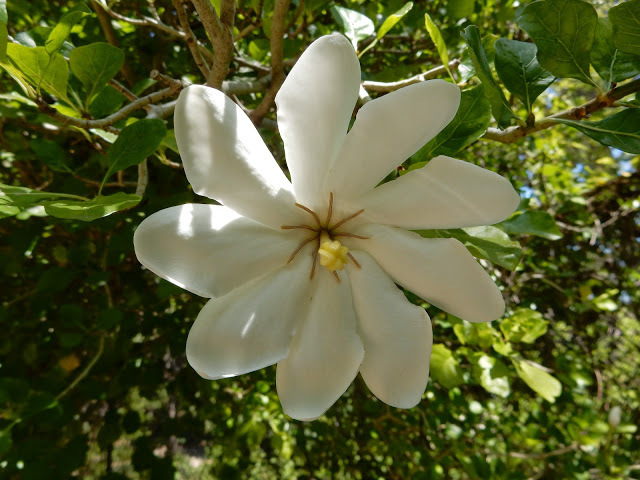 Gardenia Thunbergia 10 Seeds, Fragrant Wild Gardenia, Shrub Plants or Small Tree