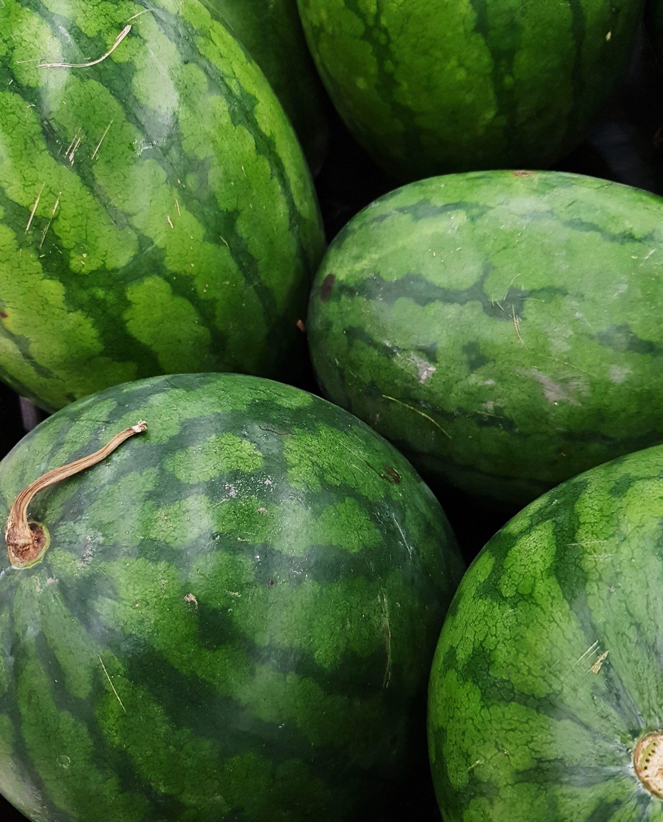 50 CONGO WATERMELON Red Citrullus Lanatus 40 lbs AAS Winner Fruit Melon Seeds