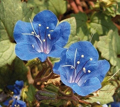 California Bluebell Seeds (25+ Seeds)