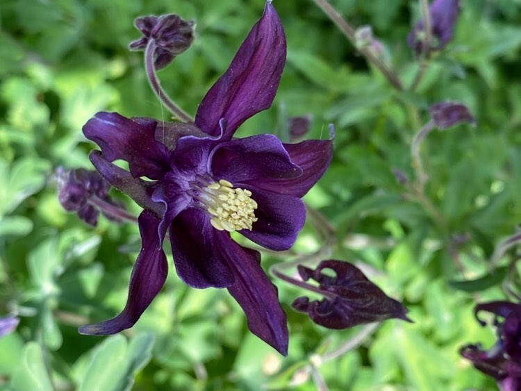 Columbine PURPLE HAZE Mix Perennial Hummingbirds Butterflies Non-GMO 200 Seeds
