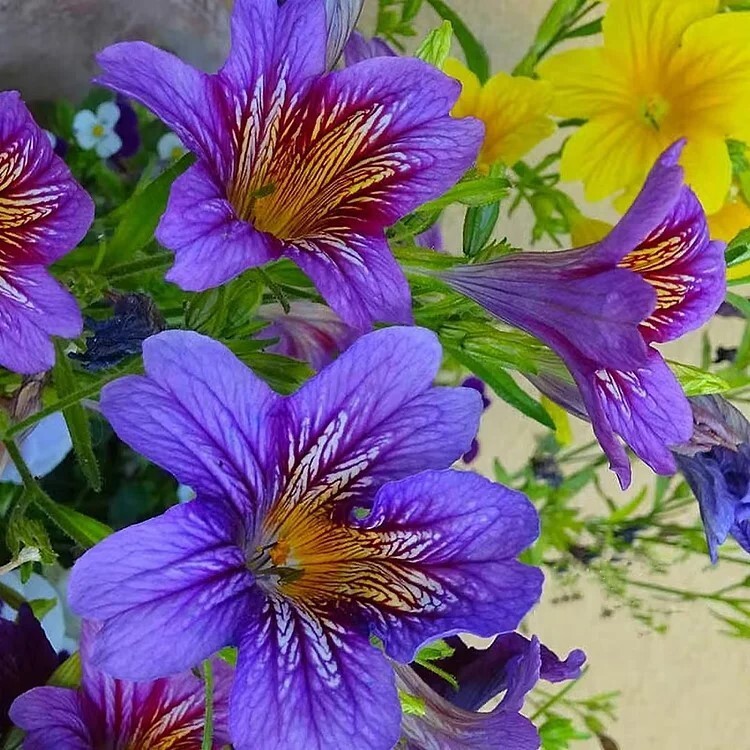 Chilean Morning Glory Seeds – 100pcs Mixed Color Blooms for Stunning Garden